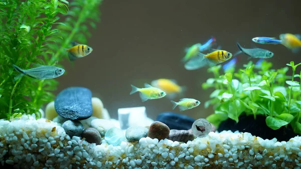 Die Schönen Und Farbenfrohen Fische Schwimmen Pool — Stockfoto