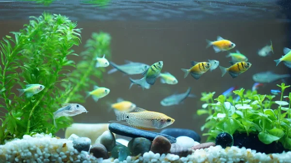 Lovely Colorful Fishes Swimming Pool — Stock Photo, Image