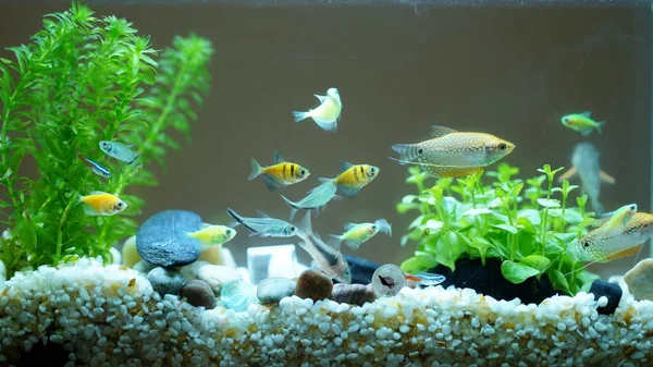 Havuzda yüzen sevimli ve renkli balıklar