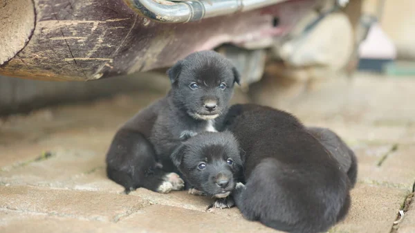 Cachorrinhos Bonitos Vista Jardim — Fotografia de Stock