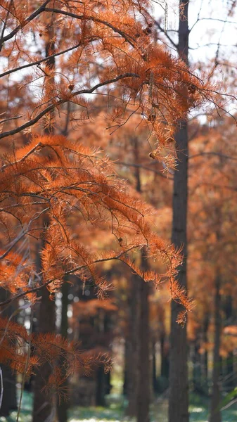 Bela Paisagem Florestal Com Árvores Retas Luz Solar Quente Outono — Fotografia de Stock
