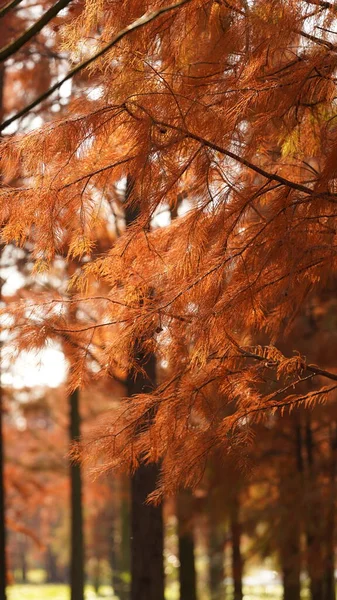 Bela Paisagem Florestal Com Árvores Retas Luz Solar Quente Outono — Fotografia de Stock