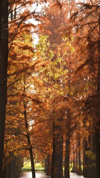 Güz Mevsiminde Güzel Orman Manzarası — Stok fotoğraf