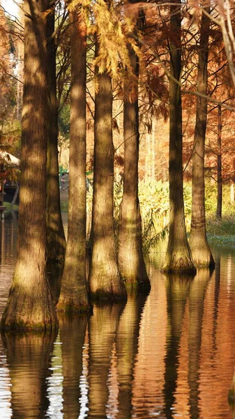 Het Prachtige Uitzicht Het Bos Het Water Herfst — Stockfoto