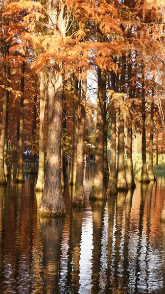 Den Vackra Skogsutsikten Vattnet Hösten — Stockfoto