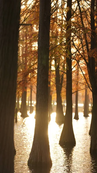 Bela Vista Floresta Sobre Água Outono — Fotografia de Stock
