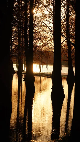 Красивий Вид Ліс Воді Восени — стокове фото