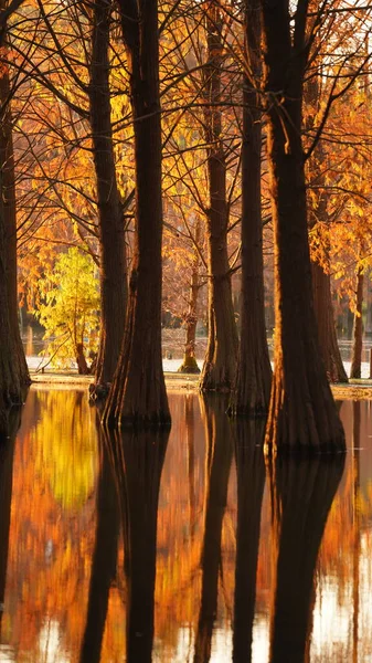 Красивый Вид Леса Воду Осенью — стоковое фото