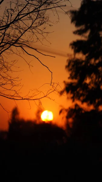 Piękny Widok Zachód Słońca Lesie Ciepłym Kolorowym Słońcem Zachód Słońca — Zdjęcie stockowe