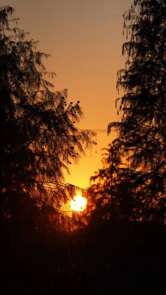 Ormanın Güzel Günbatımı Manzarası Sıcak Renkli Gün Batımı — Stok fotoğraf