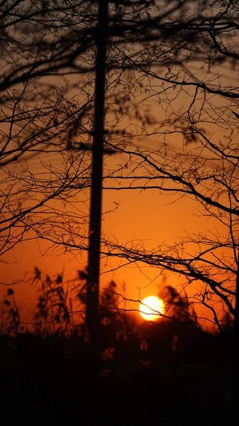 Красивый Вид Закат Лесу Теплым Красочным Закатом Солнца — стоковое фото