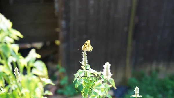 暖かい日差しの中 花の上に黄色い蝶が一羽立ち上がります — ストック写真