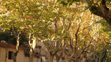 Güzel eski binalar Şangay 'da sonbaharda sıcak güneş ışığı altında yer alır.