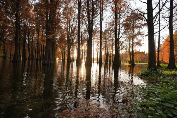 Vista Floresta Com Árvores Crescendo Água — Fotografia de Stock