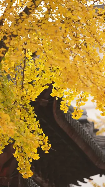 秋天的美丽景色和树上五彩斑斓的树叶 — 图库照片