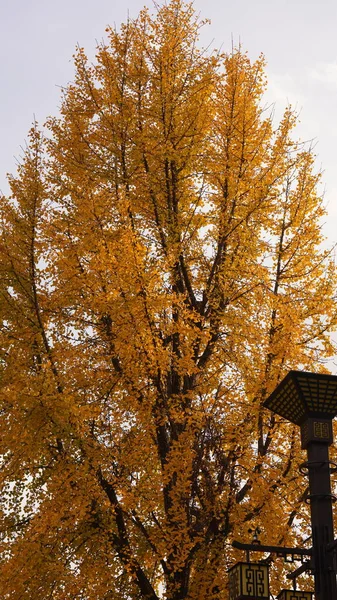 Der Schöne Herbstblick Mit Den Bunten Blättern Den Bäumen Herbst — Stockfoto