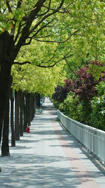 Длинная Дорожка Выложенная Зелеными Деревьями Летом — стоковое фото