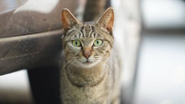 Bahçede dinlenmek için oturan sevimli vahşi bir kedi