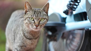 Bahçede dinlenmek için oturan sevimli vahşi bir kedi