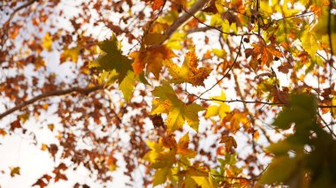 Şehirdeki ağaçta renkli yapraklarla güzel sonbahar manzarası.
