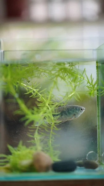 Pez Nadando Frasco Vidrio Pescado Libremente — Foto de Stock