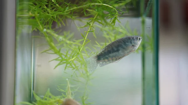 One Fish Swimming Glass Fish Jar Freely — Stock Photo, Image