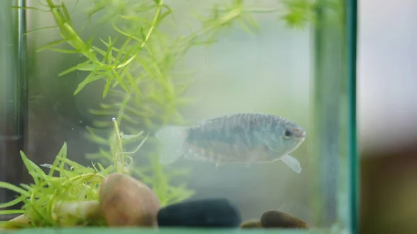 Ein Fisch Schwimmt Frei Glasfischglas — Stockfoto