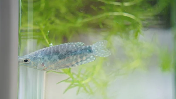 Ein Fisch Schwimmt Frei Glasfischglas — Stockfoto