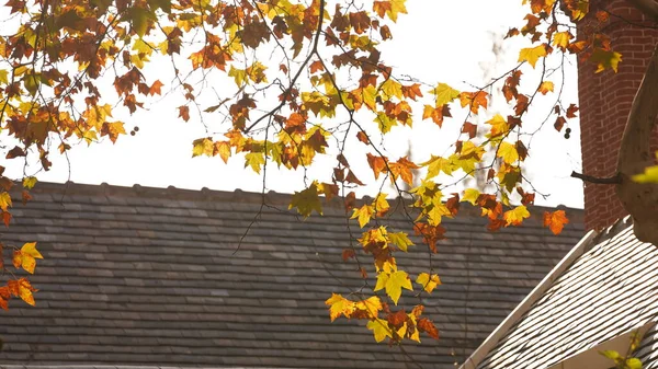 Красивый Вид Город Желтыми Осенними Листьями Старыми Зданиями Теплым Осенним — стоковое фото