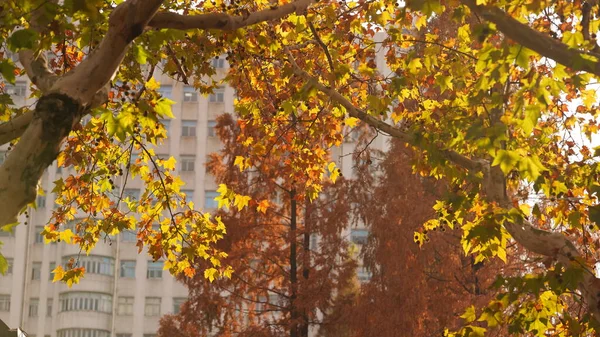 Bellissima Vista Autunnale Con Foglie Colorate Sull Albero Della Città — Foto Stock