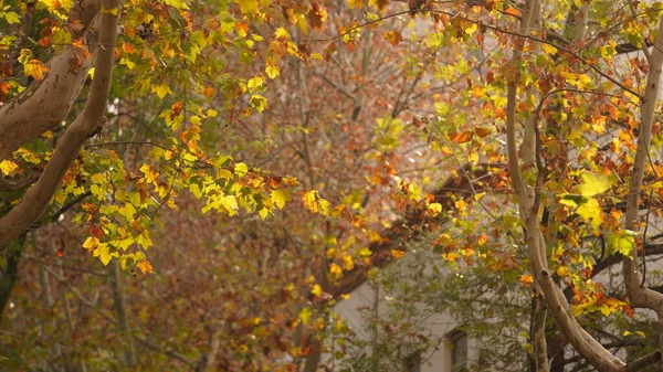 Hermosa Vista Otoño Con Las Coloridas Hojas Árbol Ciudad — Foto de Stock