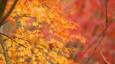 Şehirdeki ağaçta renkli yapraklarla güzel sonbahar manzarası.