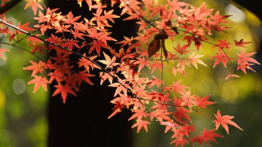 Şehirdeki ağaçta renkli yapraklarla güzel sonbahar manzarası.