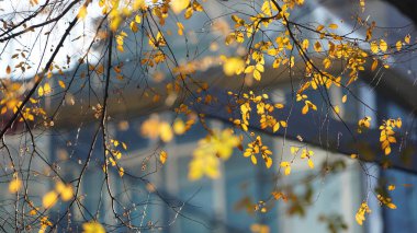 Şehirdeki ağaçta renkli yapraklarla güzel sonbahar manzarası.