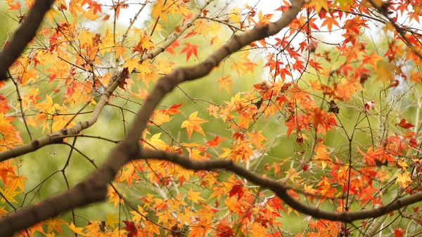 Прекрасний Осінній Вид Барвистими Листям Дереві Місті — стокове фото