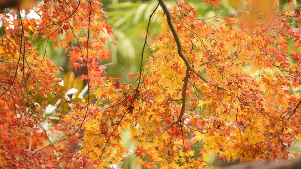 Красивый Осенний Вид Цветными Листьями Дереве Городе — стоковое фото