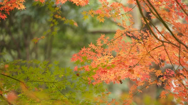 Belle Vue Automne Avec Les Feuilles Colorées Sur Arbre Dans — Photo