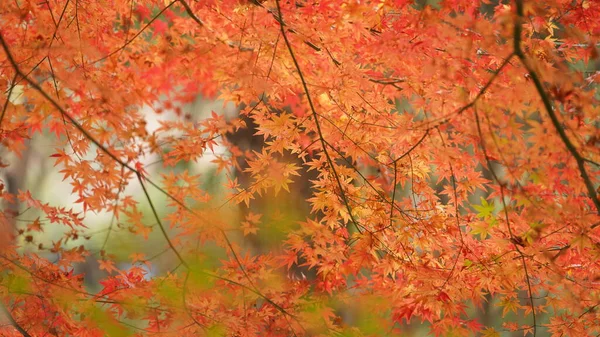 Het Prachtige Herfstzicht Met Kleurrijke Bladeren Aan Boom Stad — Stockfoto