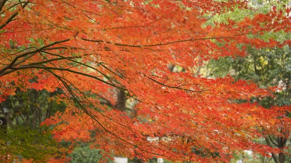 Belle Vue Automne Avec Les Feuilles Colorées Sur Arbre Dans — Photo