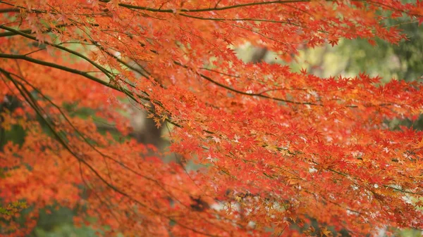 美丽的秋天 城市的树上挂着五彩斑斓的树叶 — 图库照片