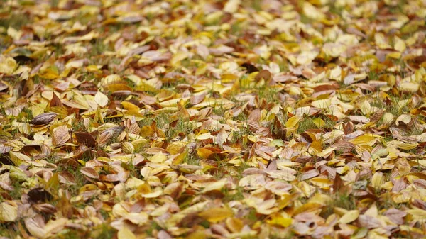 Bela Vista Outono Com Folhas Coloridas Árvore Cidade — Fotografia de Stock