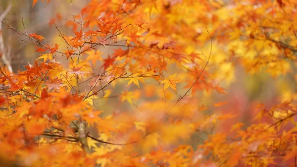 Belle Vue Automne Avec Les Feuilles Colorées Sur Arbre Dans — Photo