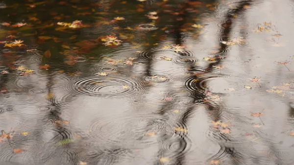 池の水面に雨滴が落ちる秋の景色 — ストック写真