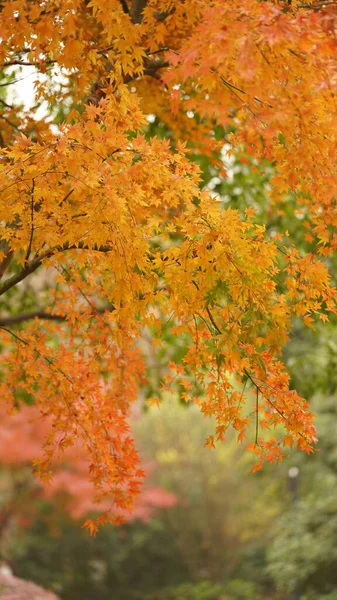 Het Prachtige Herfstzicht Met Kleurrijke Bladeren Aan Boom Stad — Stockfoto