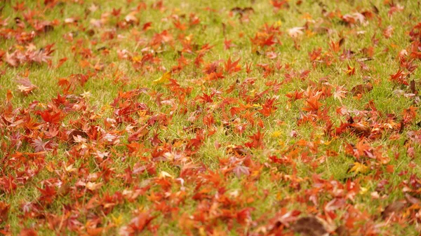 Hermosa Vista Otoño Con Las Coloridas Hojas Árbol Ciudad —  Fotos de Stock