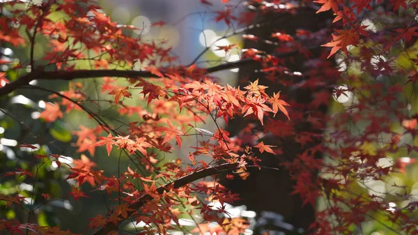 街の木々の上にカラフルな葉を持つ美しい秋の景色 — ストック写真