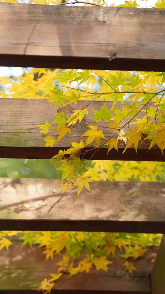 Der Schöne Herbstblick Mit Den Bunten Blättern Baum Der Stadt — Stockfoto