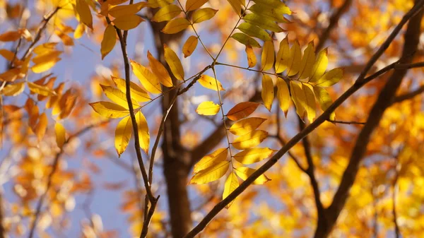 Прекрасний Осінній Вид Барвистими Листям Дереві Місті — стокове фото