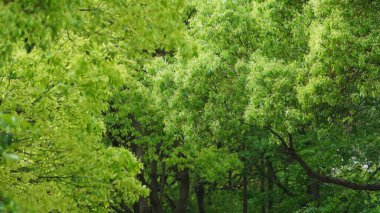 Güzel bahçe manzarası Yazın taze yeşil yapraklar ve çiçekler