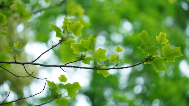 Güzel bahçe manzarası Yazın taze yeşil yapraklar ve çiçekler